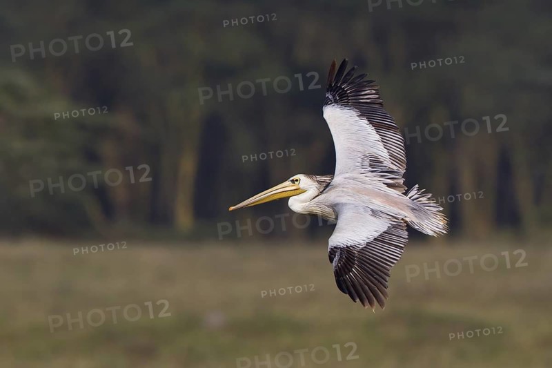 Pink-backed Pelican (Pelecanus rufescens) flying, Lake Nakuru, Kenya