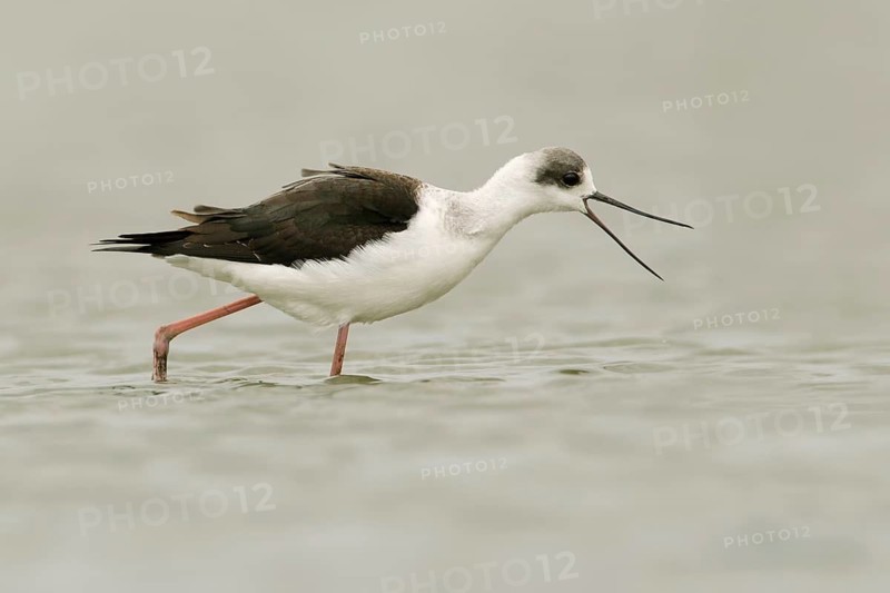 White-headed Stilt (Himantopus leucocephalus) calling, Victoria, Australia