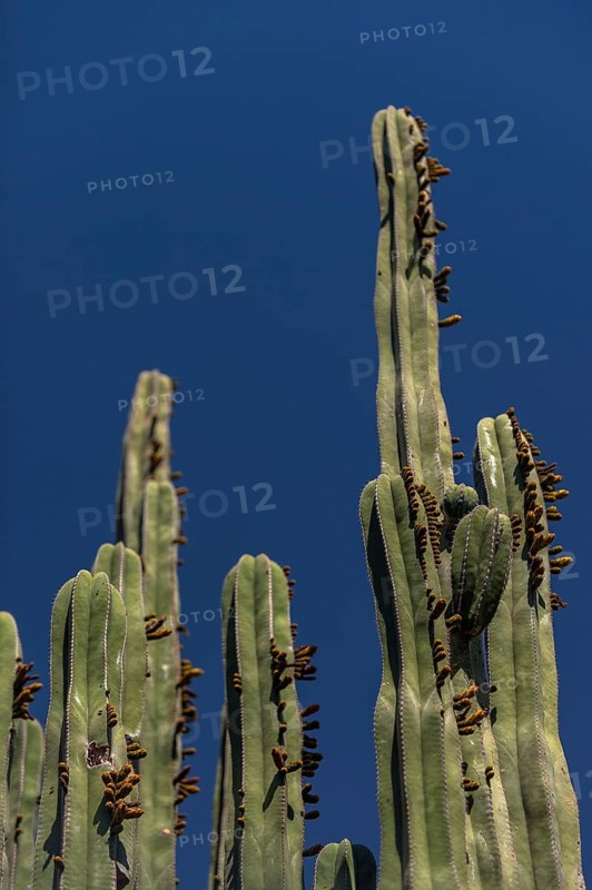 Cactus, cacti in the Majorelle Garden, flora, botany, plant, garden, climate, Marrakech, Morocco