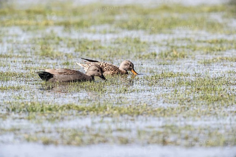 Gadwall (Mareca streptera), Lower Saxony, Germany