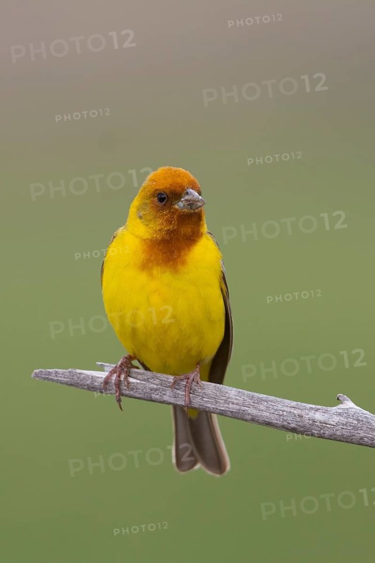 Red-headed Bunting - Braunkopfammer - Emberiza bruniceps, Kazakhstan, adult male