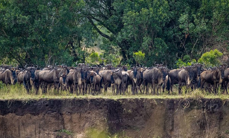 Wildebeest (Connochaetes taurinus) on the river bank, migrating herd of wildebeest, Great Migration on the Mara River, Serengeti National Park, Tanzania