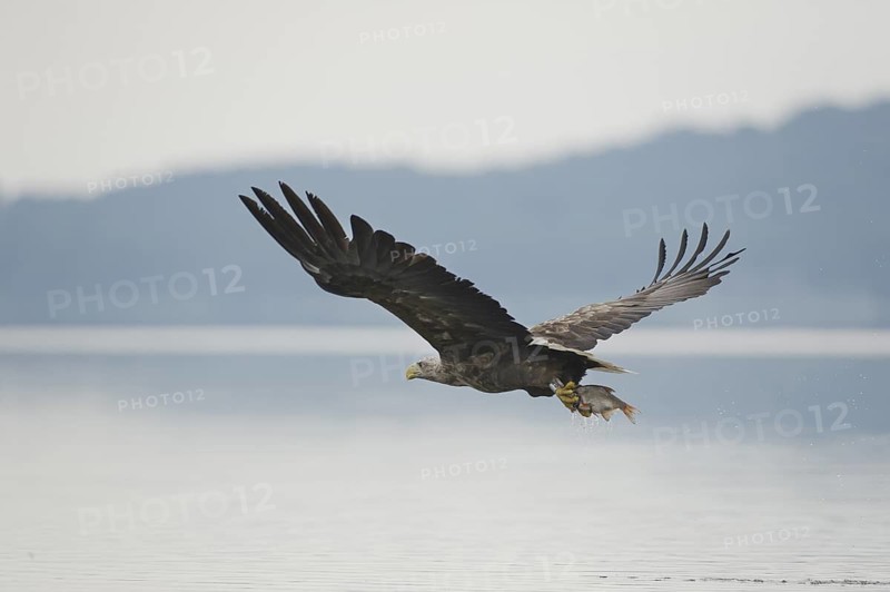 White-tailed Eagle (Haliaeetus albicilla) flying, Mecklenburg-Western Pomerania, Germany