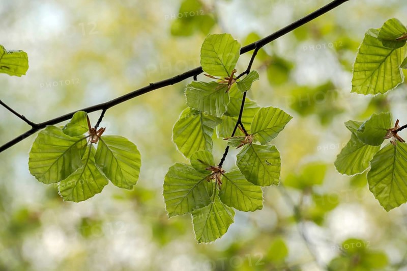 European beech (Fagus sylvatica), beech branch in spring, with fresh beech leaves, Oberhausen, Ruhr area, North Rhine-Westphalia, Germany