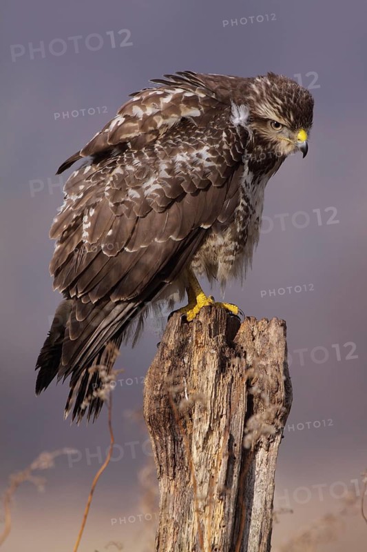 Common Buzzard (Buteo buteo), Lower Saxony, Germany