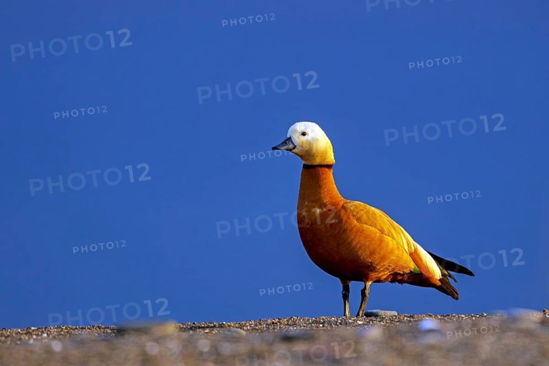 Ruddy shelduck, Tadorna ferruginea, Lesvos, Greece