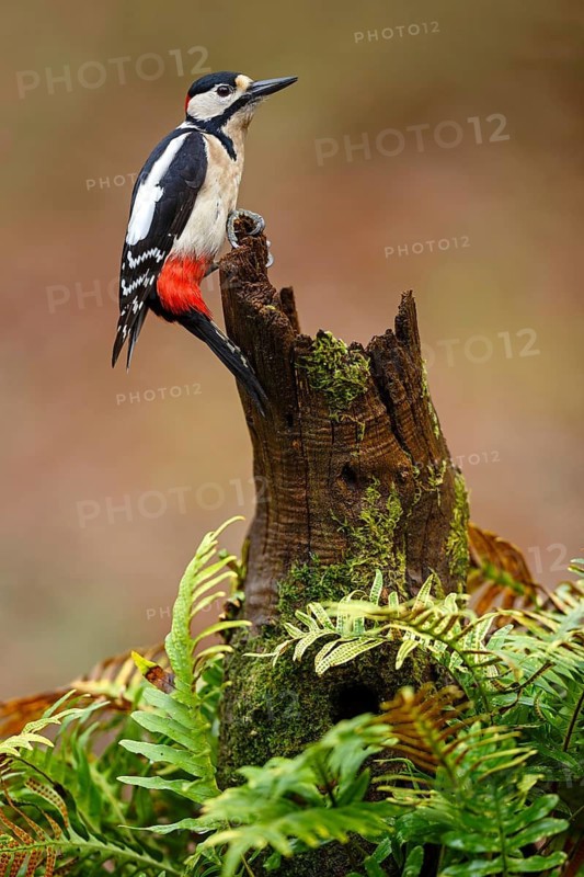 Great Spotted Woodpecker (Dendrocopos major) male, Asturias, Spain