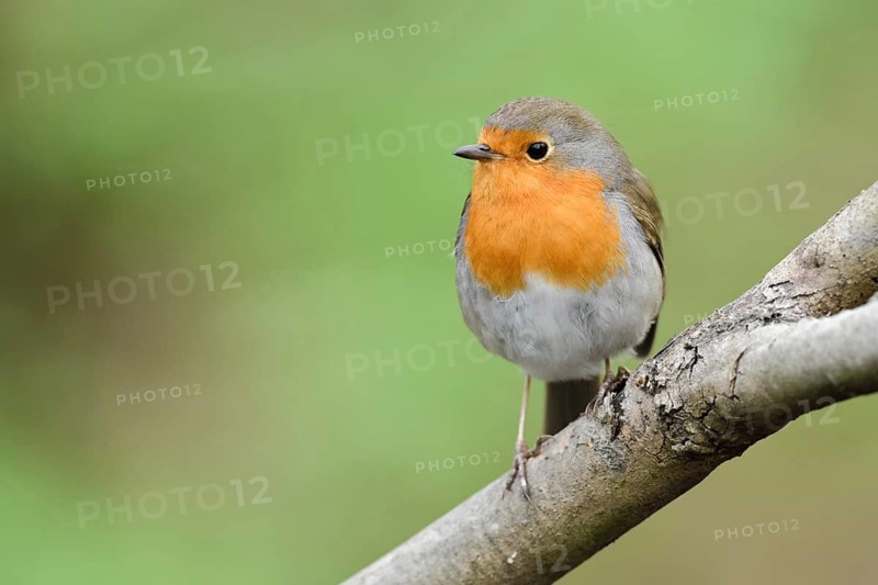 European Robin (Erithacus rubecula) perched on a branch, North Rhine-Westphalia, Germany