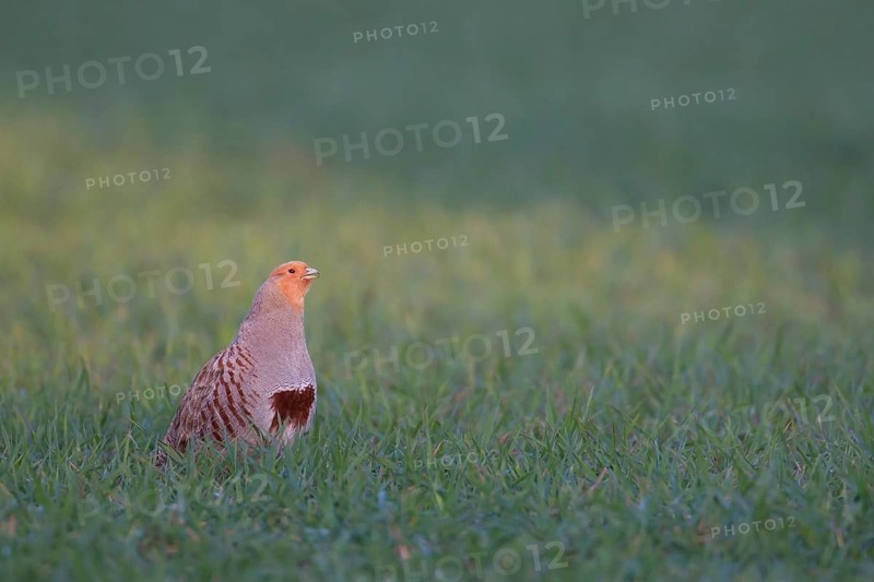 Grey or English or Hungarian partridge (Perdix perdix) adult game bird calling in a farmland cereal field, Suffolk, England, United Kingdom