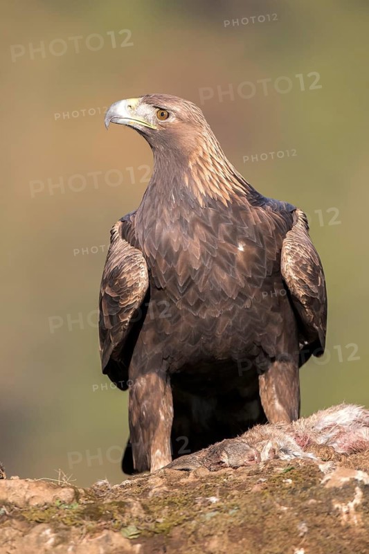 Golden Eagle (Aquila chrysaetos), Andalusia, Spain