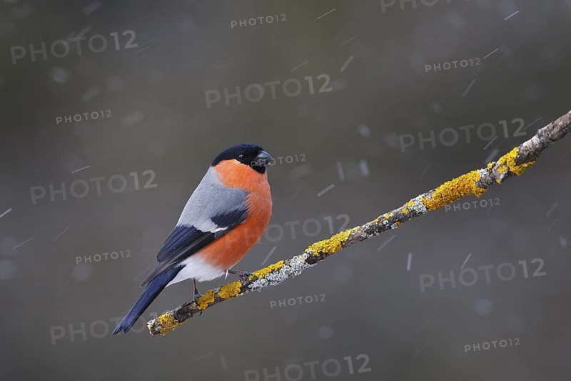 Eurasian Bullfinch (Pyrrhula pyrrhula) male, Carinthia, Austria