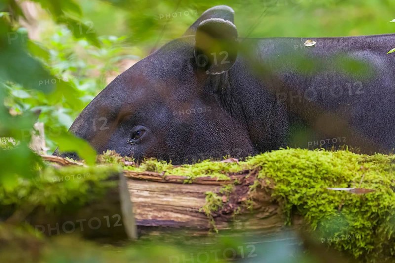 A Malayan tapir (Acrocodia indica) stands hidden in dense undergrowth looking for food