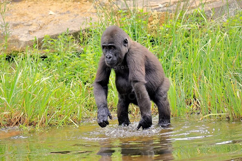 Western gorilla (Gorilla gorilla), young animal, at the water, splashing, playing, discovering
