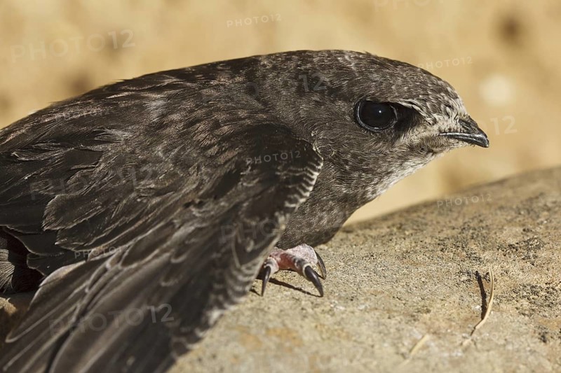 Common Swift (Apus apus), Castile, Spain