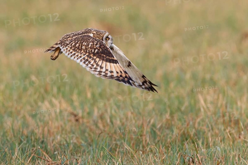 Short-eared Owl (Asio flammeus) flying, Lake Neusiedl, Austria