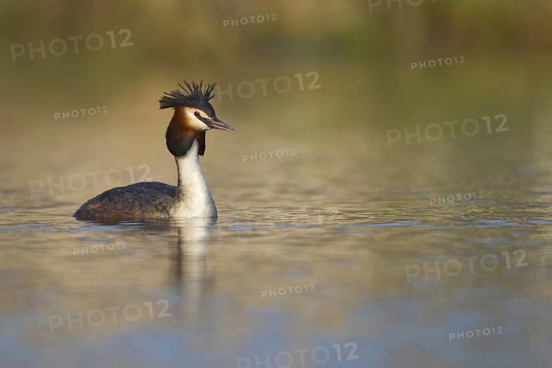 Great Crested Grebe (Podiceps cristatus), Netherlands