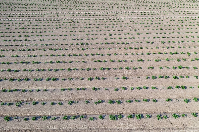 Aerial view of a potato field with ridges and young shoots, Dresden, Saxony, Germany