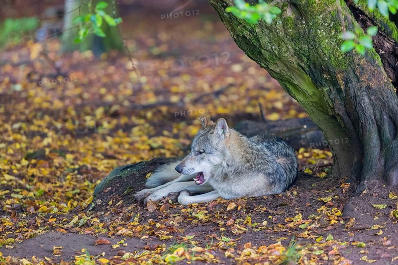 One adult male eurasian gray wolf (Canis lupus lupus) resting in front of an old split tree at a forest edge