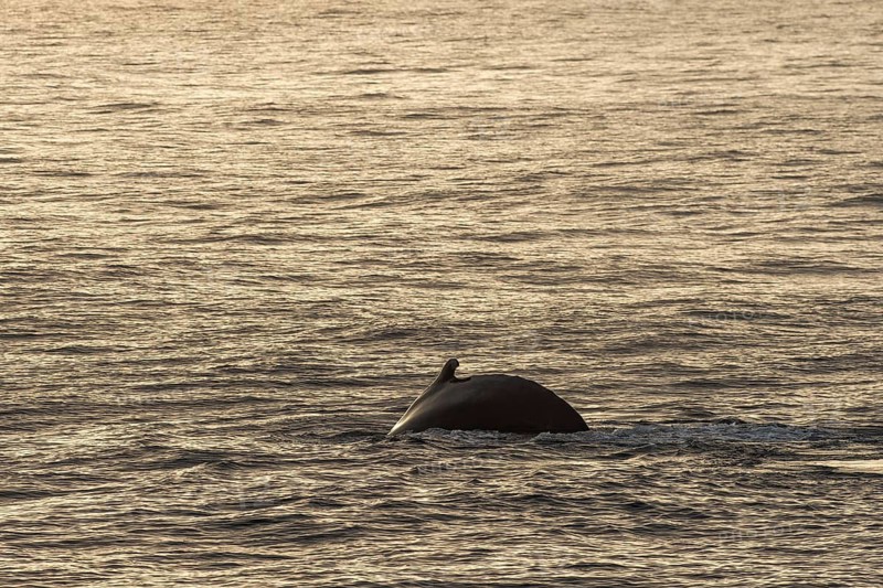 Diving humpback whale (Megaptera novaeangliae), Barents Sea, Northeast Land, Svalbard and Jan Mayen archipelago, Norway