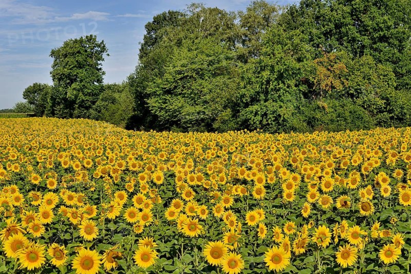 View of a sunflower field, sunflower (Helianthus annuus) in bloom, North Rhine-Westphalia, Germany