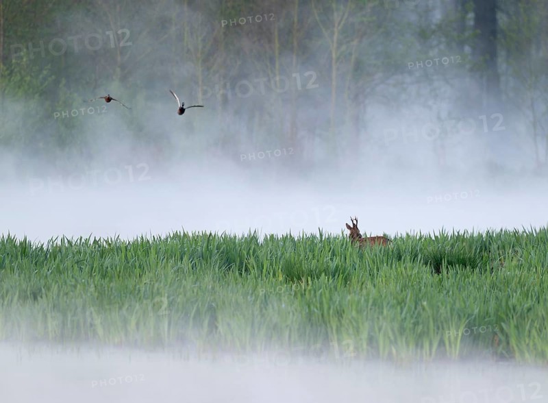 Roe deer (Capreolus capreolus), roe buck in winter coat, winter cover standing in a wet meadow, in a wetland biotope at a lake, morning mist, fog, wildlife, Lower Saxony, Germany