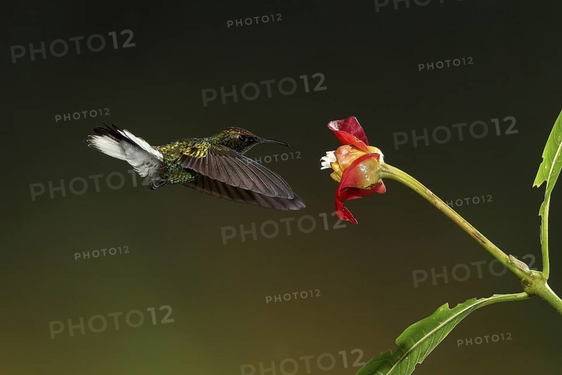 Coppery-headed Emerald (Elvira cupreiceps) male, flying while feeding at a flower, Bosque de Paz, Costa Rica