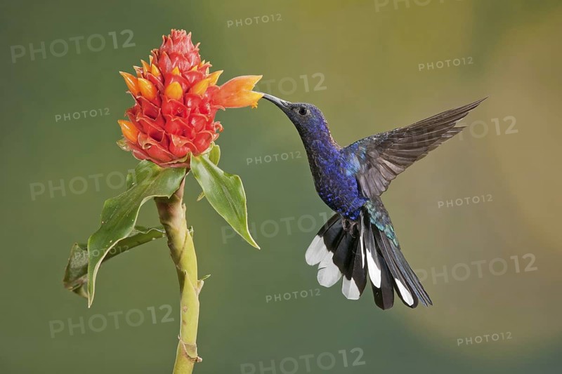 Violet Sabrewing (Campylopterus hemileucurus), Costa Rica