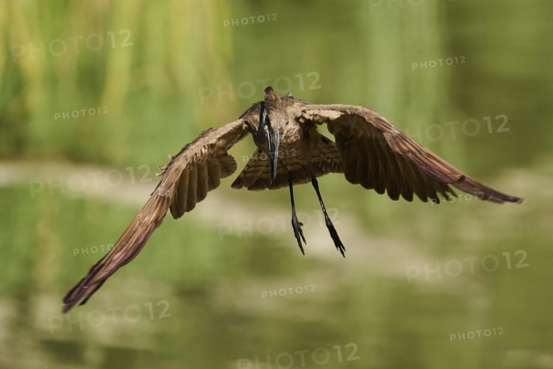 Hamerkop (Scopus umbretta) flying, landing, captive, distribution Africa