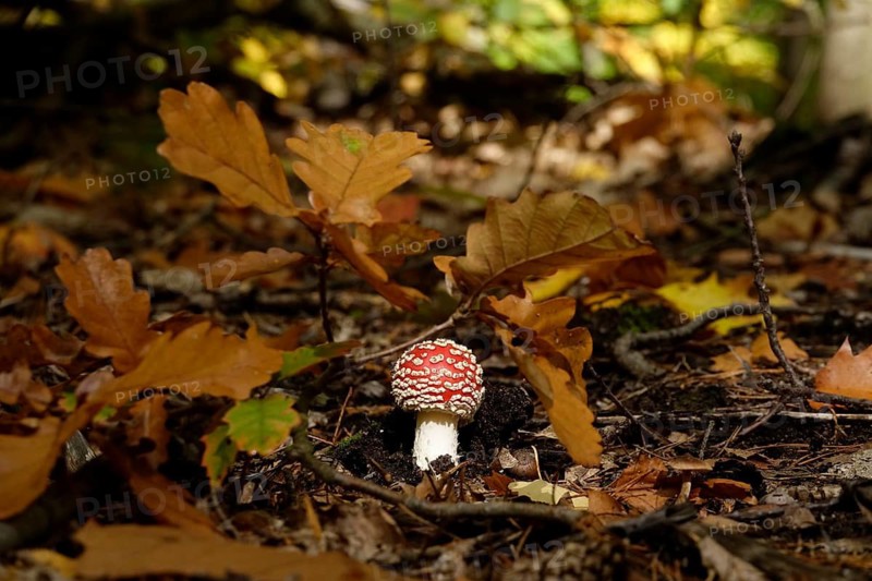Fairytale toadstool, autumn, Germany