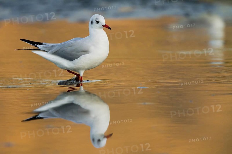Black-headed Gull (Chroicocephalus ridibundus), Madrid, Spain