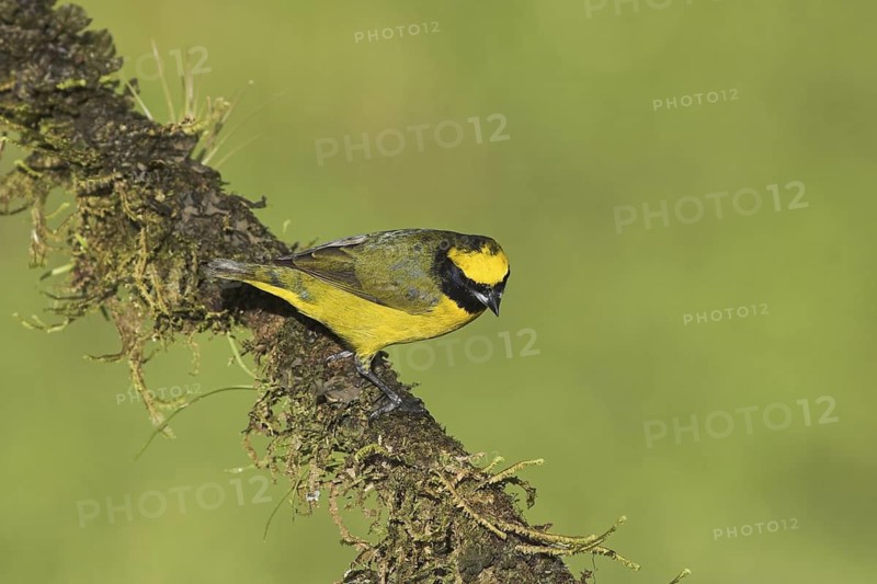 Yellow-crowned Euphonia (Euphonia luteicapilla), Costa Rica