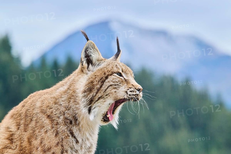 Eurasian lynx (Lynx lynx), portrait with mountains in the background, Wildpark Aurach, Kitzbühl, Tirol, Austria