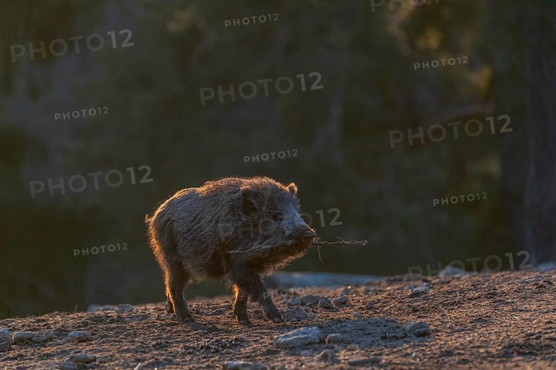One young wild boar or wild pig (Sus scrofa) carrying a stick to play with. Strong backlit condition