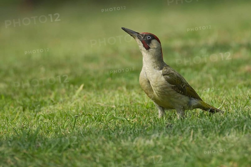 Green woodpecker (Picus viridis) adult bird on a garden grass lawn, Norfolk, England, United Kingdom