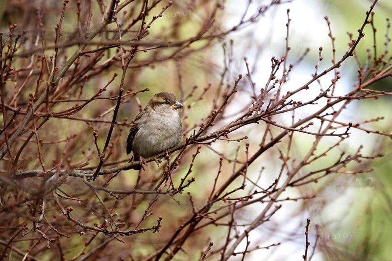 Plumed sparrow on a branch, winter, Germany