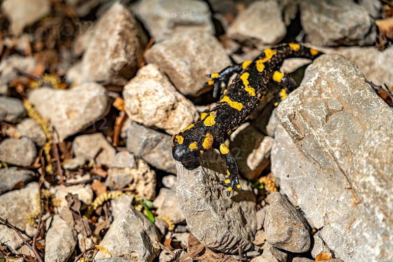 Fire salamander (Salamandra salamandra) in Paklenica National Park, Croatia