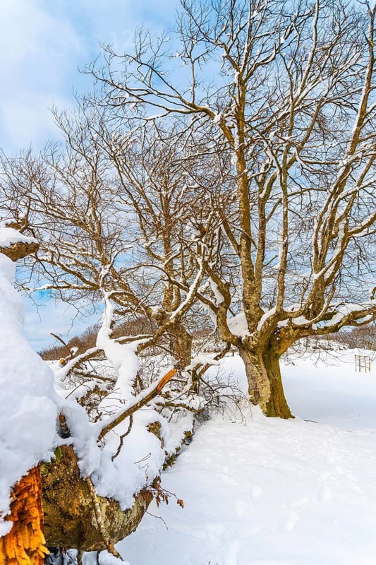 The snow-covered Oianleku natural park in the town of Oiartzun, next to Peñas de Aya in winter, Gipuzkoa, is frozen for months. Basque Country