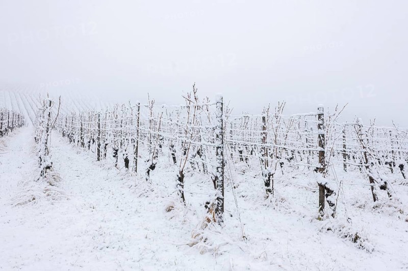 Vineyard with snow cover and foggy winter atmosphere, Rems valley, Rems-Murr district, Baden-Württemberg, Germany