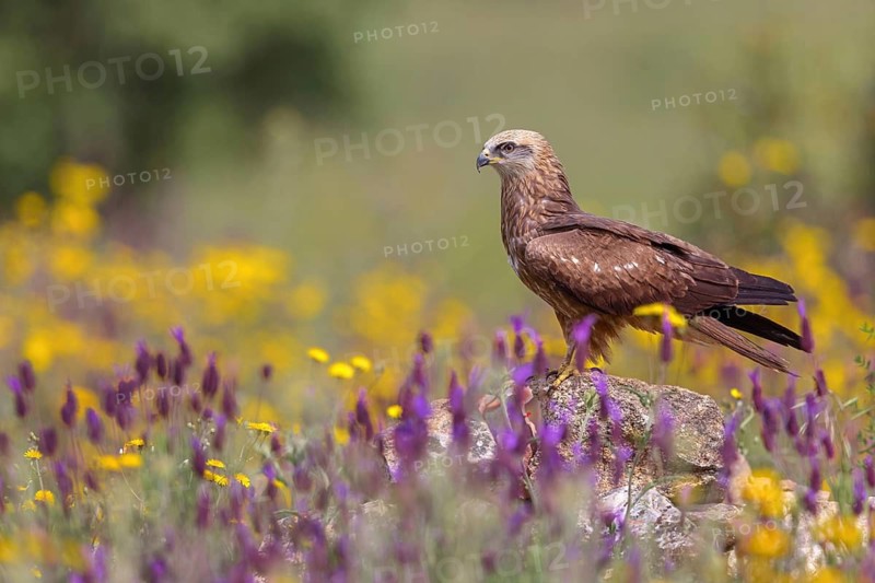 Black kite (Milvus migrans), perching station, Hides De Calera / Steppe Raptors, Nussloch, Castilla La Mancha / Toledo, Germany