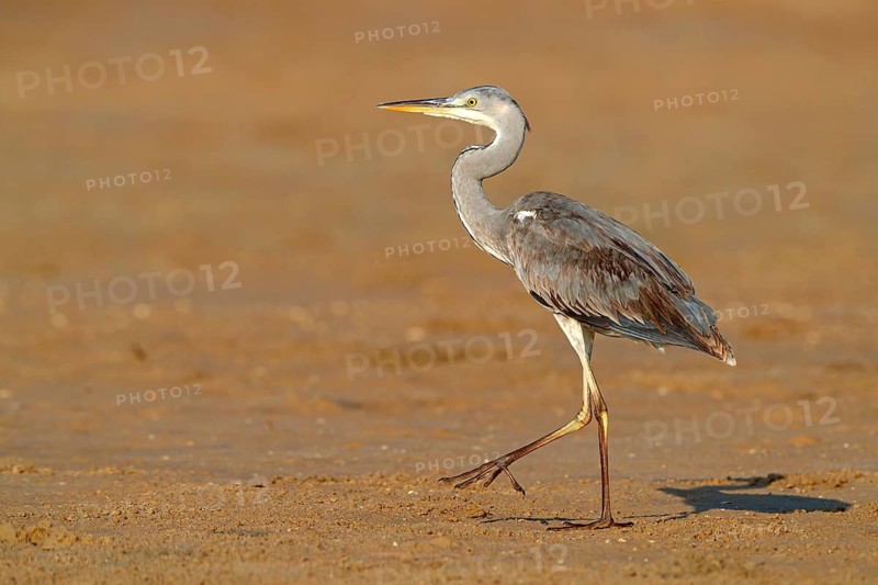 Great Egret, Heron, Foraging, (Ardea cinerea) Muscat, Quarayyat, Muscat, Oman