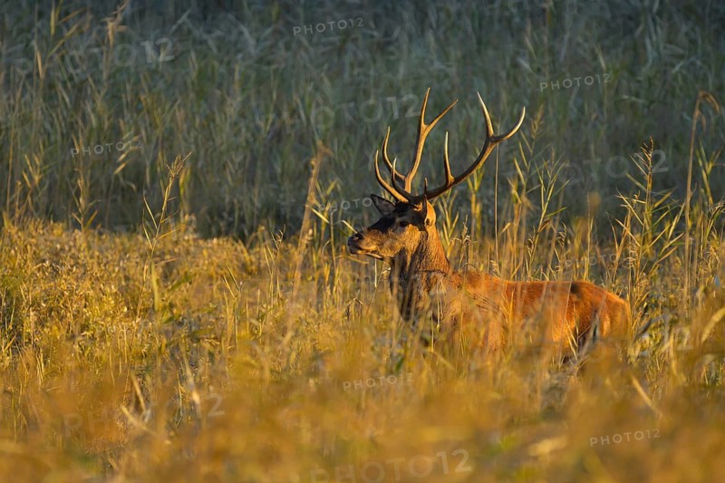 Red deer (Cervus elaphus), sunlight, reeds, Lower Austria