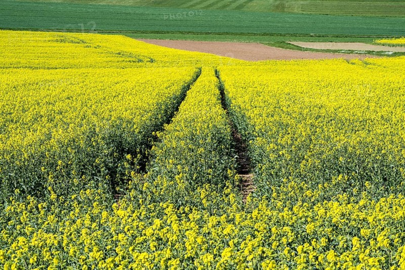 Landscape with rapeseed fields near Gewissenruh, Wesertal, Weserbergland, Hesse, Germany