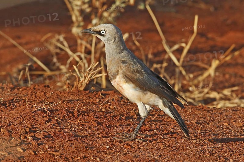 Fischer's Starling (Lamprotornis fischeri), Samburu, Kenya