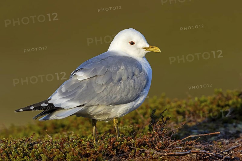 Mew Gull, (Larus canus), animals, birds, gull, gull family, Varanger, Finnmark, Norway