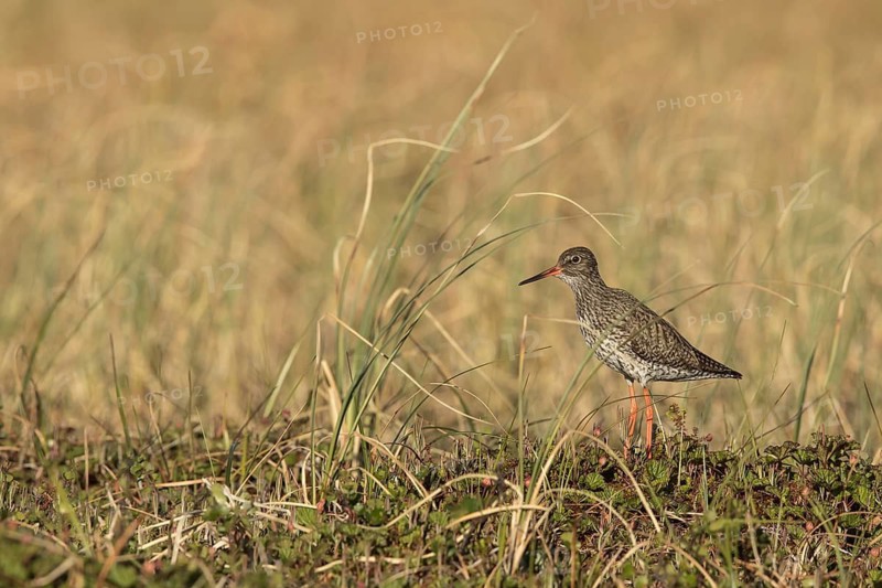 Common Redshank (Tringa totanus), Dalarna, Sweden
