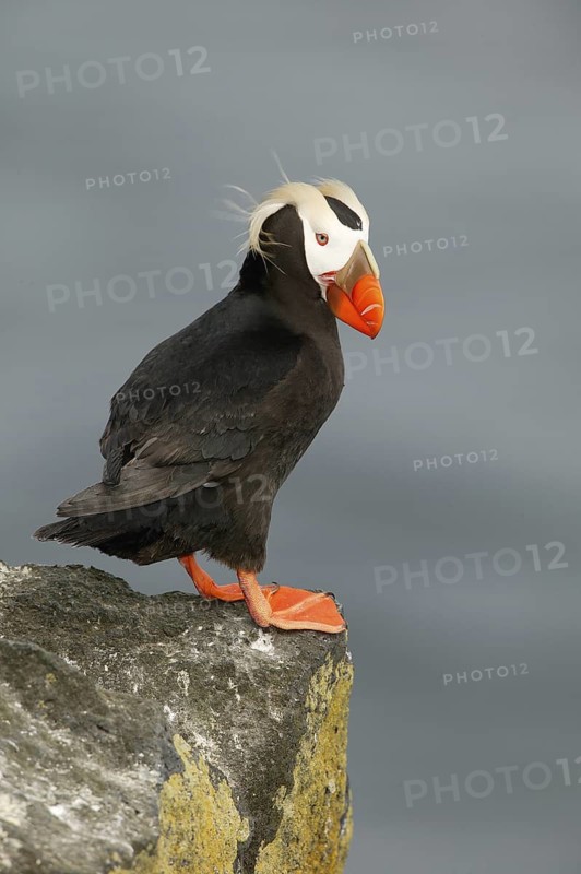 Tufted Puffin (Fratercula cirrhata), Alaska, USA