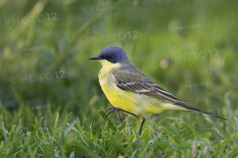 Western Yellow Wagtail (Motacilla flava thunbergi) male, Baden-Wuerttemberg, Germany