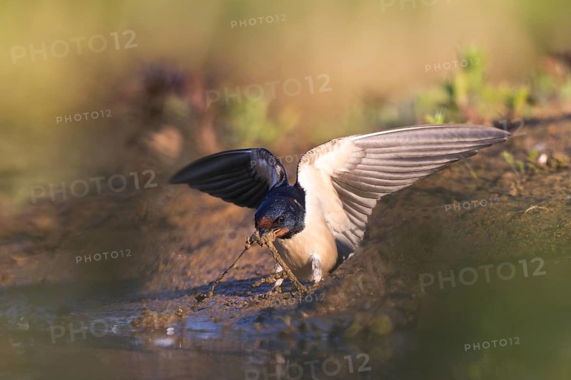 Barn Swallow (Hirundo rustica) looking for nesting material, North Rhine-Westphalia, Germany