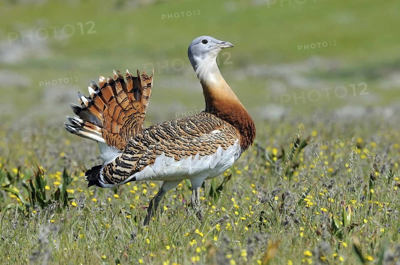 Great Bustard (Otis tarda), Extremadura, Spain