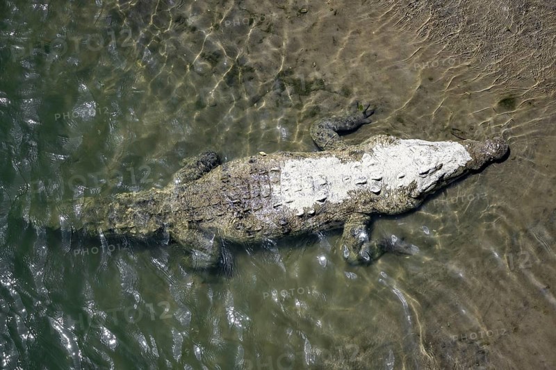 American crocodile (Crocodylus acutus) swimming in the water, from above, Rio Tarcoles, Carara National Park, Puntarenas Province, Costa Rica